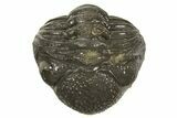 Long, Curled Austerops Trilobite - Morocco #323245-3